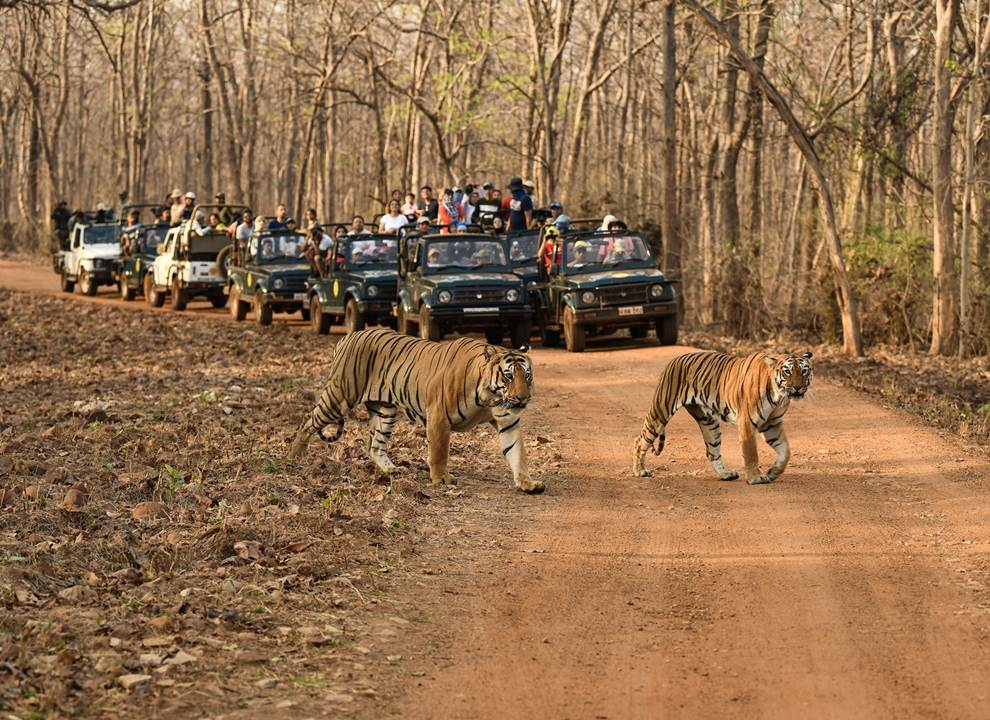  Tadoba Andhari Tiger Reserve, Maharashtra