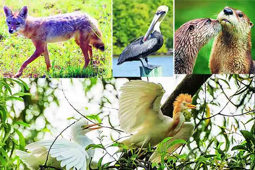 Tansa Wildlife Sanctuary, Maharashtra